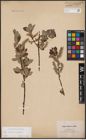 Foto von Salix aurita L. x Salix caprea L.